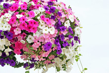 Hanging Basket Overflowing With Colorful Petunia Blooms