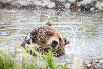 Wall Mural - grizzly bear