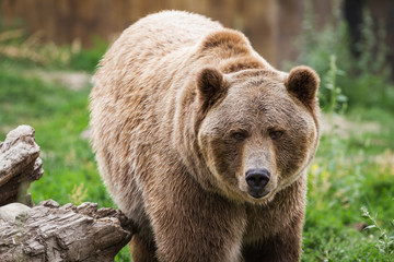 Wall Mural - grizzly bear