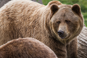 Wall Mural - grizzly bear