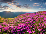 Fototapeta Natura - Magic pink rhododendron flowers in the mountains.