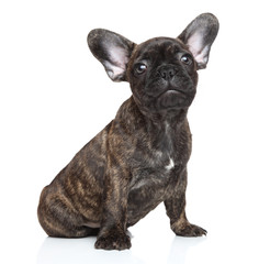 Poster - French bulldog puppy portrait