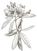 Vector Sketch Of Oleander Flower