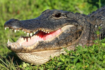 american alligator basking in the sun