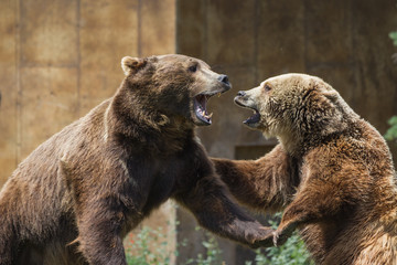 Wall Mural - dominant grizzly bears