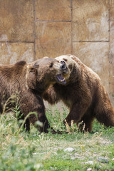 Wall Mural - dominant grizzly bears