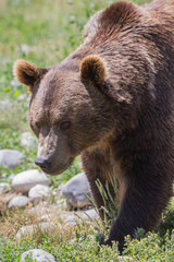 Wall Mural - grizzly portrait