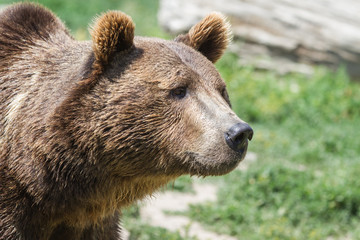 Wall Mural - grizzly portrait