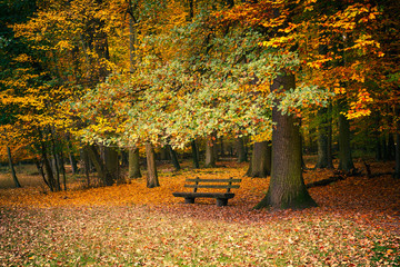 Bench in autumn park