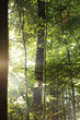 Sonne im buchenwald
