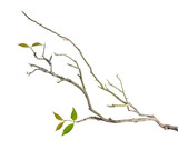Fototapeta  - Branch with leaves