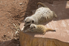 Female Meerkat With Her Cub