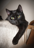 Fototapeta  - Beautiful black cat