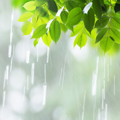 Close up leaves in rainy day