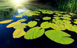 Big water lily leafs