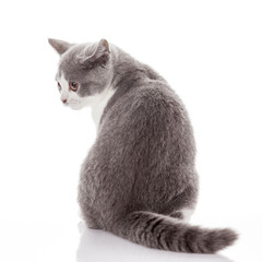 Sticker - kitten on a white background. gray kitten