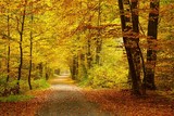 Fototapeta Perspektywa 3d - Autumn forest