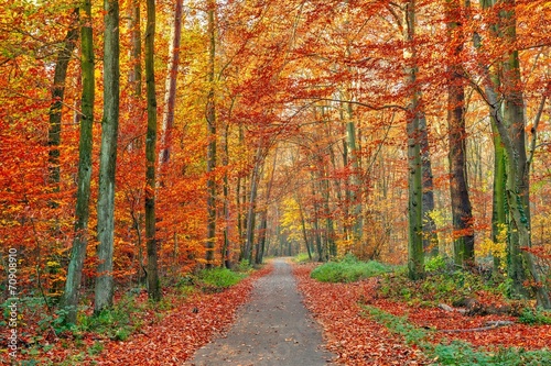 Obraz w ramie Colorful autumn park