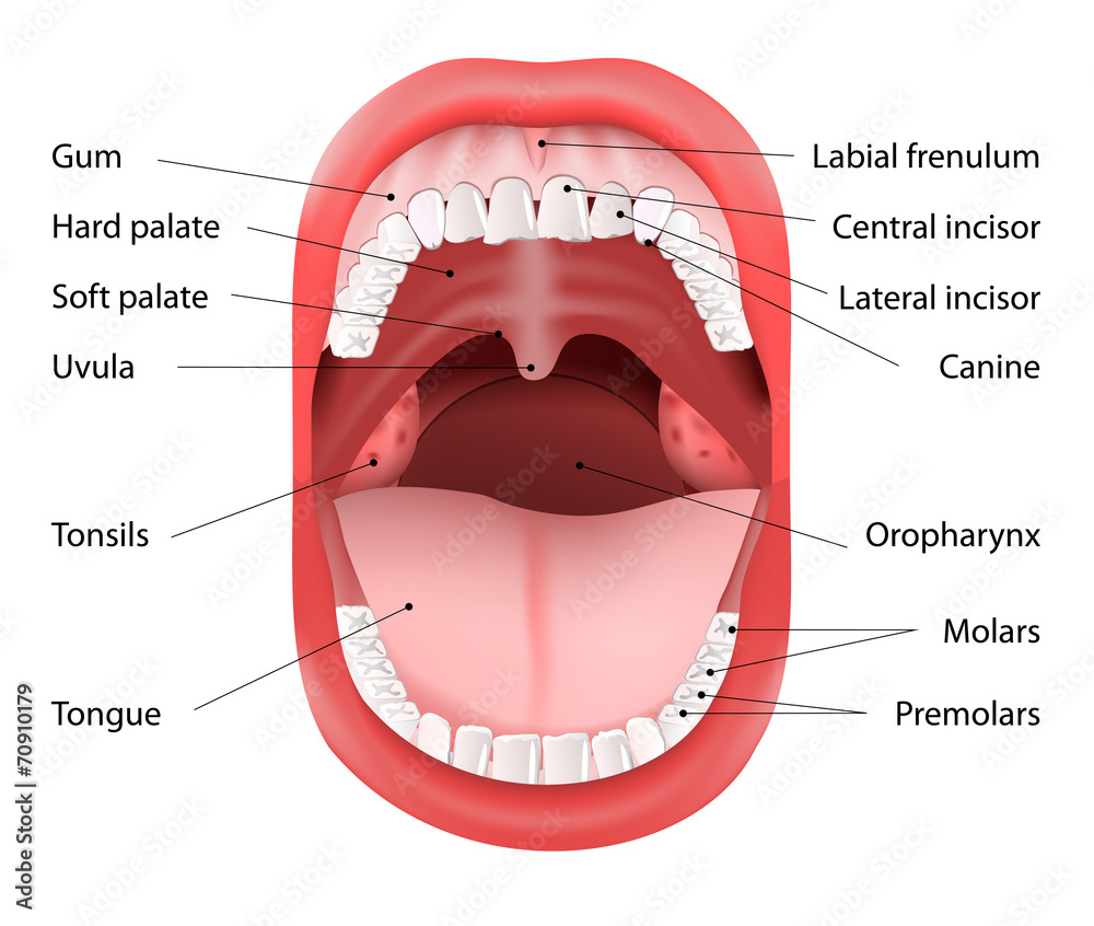 Human Mouth Anatomy Stock Vector Adobe Stock human-mouth-anatomy-stock-vector-adobe-stock