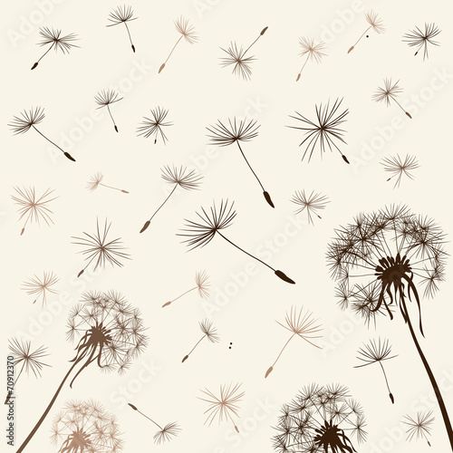 Fototapeta na wymiar dandelions