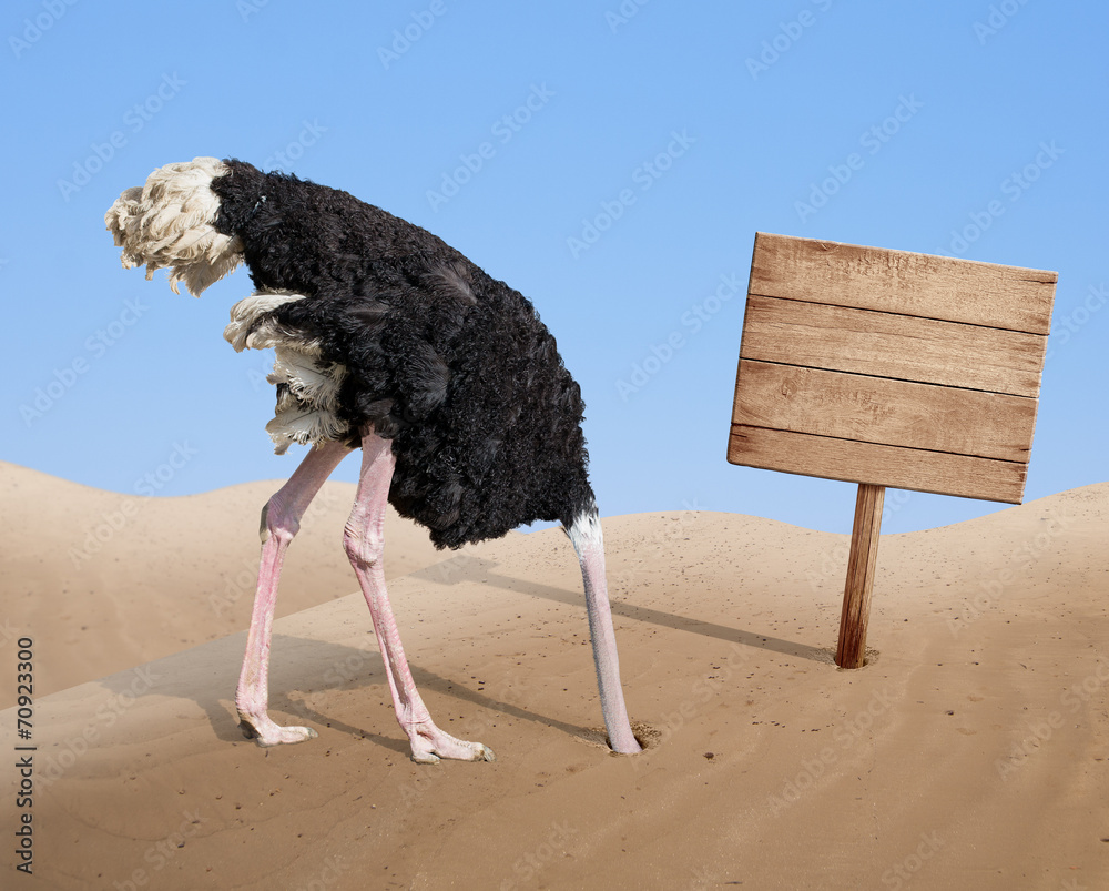 scared ostrich burying head in sand near blank wooden signboard - obrazy, fototapety, plakaty 