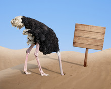 Scared Ostrich Burying Head In Sand Near Blank Wooden Signboard