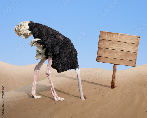 Fotografía scared ostrich burying head in sand near blank wooden signboard