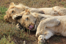 Two Playful Young Lion Brothers Cuddling On The Ground
