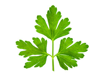 Parsley leaf