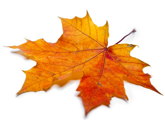 Wall Mural - dry maple leaf
