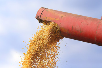 Soybean harvest