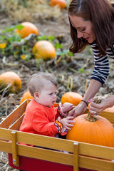 Sticker - Pumpkin patch