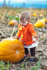 Sticker - Pumpkin patch