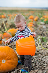 Sticker - Pumpkin patch