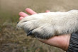 © vectorass - Hand and Paw