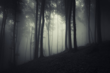 Wall Mural - spooky forest at night