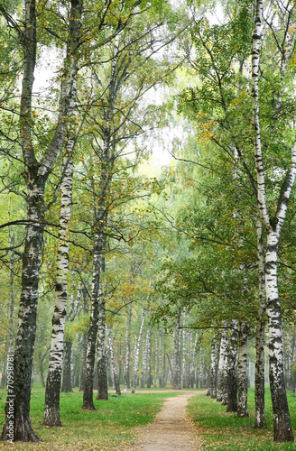 Nowoczesny obraz na płótnie Morning pathway in fog autumn birch park