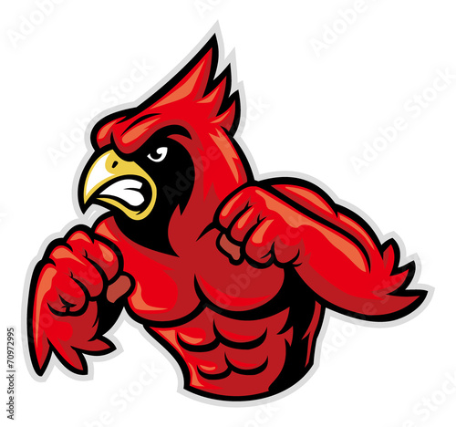 Fotografía cardinal bird mascot show his muscle