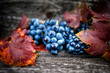 Ripe grapes on autumn harvest at vineyard with leaves