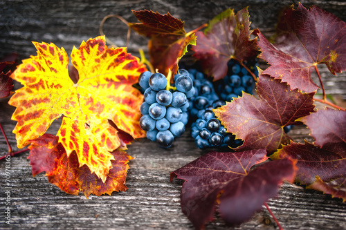 Naklejka - mata magnetyczna na lodówkę fresh fruits, ripe grapes at vineyard ready for wine production