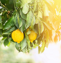 Lemons On  Branch On Sunlight In Garden