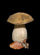 Mushroom (Cape) 4