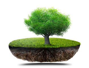 Wall Mural - tree with roots