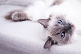 Fototapeta Koty - Blue colorpoint Ragdoll cat lying on the couch