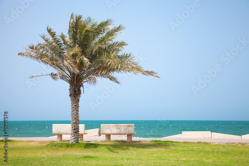 Fényképezés Date tree on the coast of Persian Gulf, Saudi Arabia