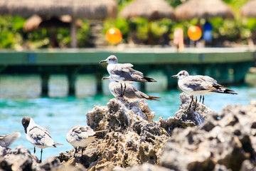 Poster - Seagulls portrait