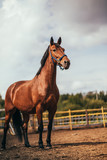 Fototapeta Konie - horse in the paddock, Outdoors, rider