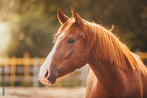 Foto-Tischdecke - horse in the paddock, Outdoors, rider (von Anna Averianova)