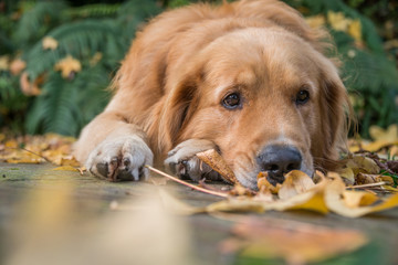 Golden Retriever young Dog, companion, special pet with cute exp