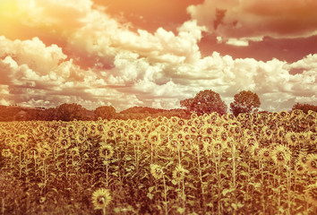 Poster - Beautiful sunflowers field